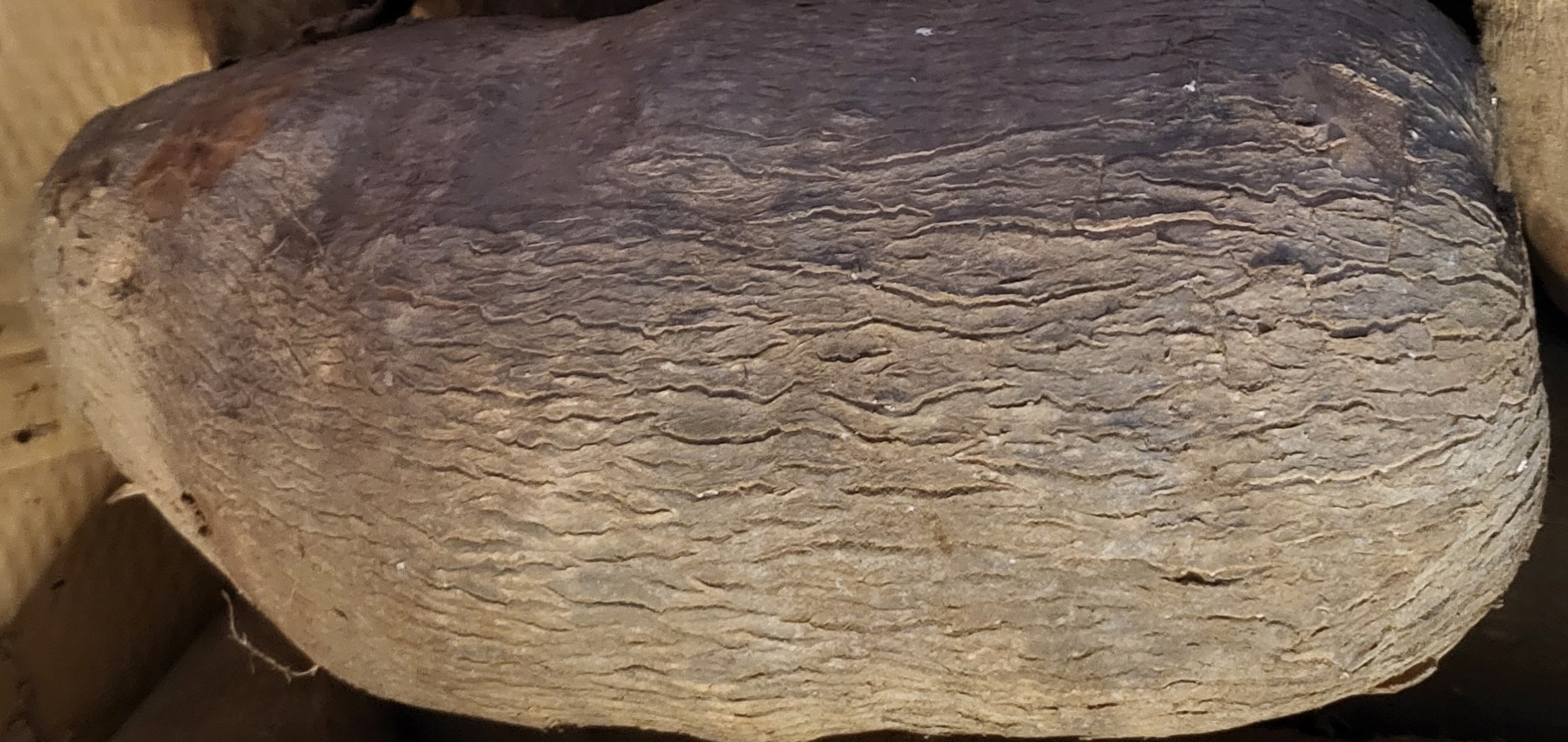 Yam