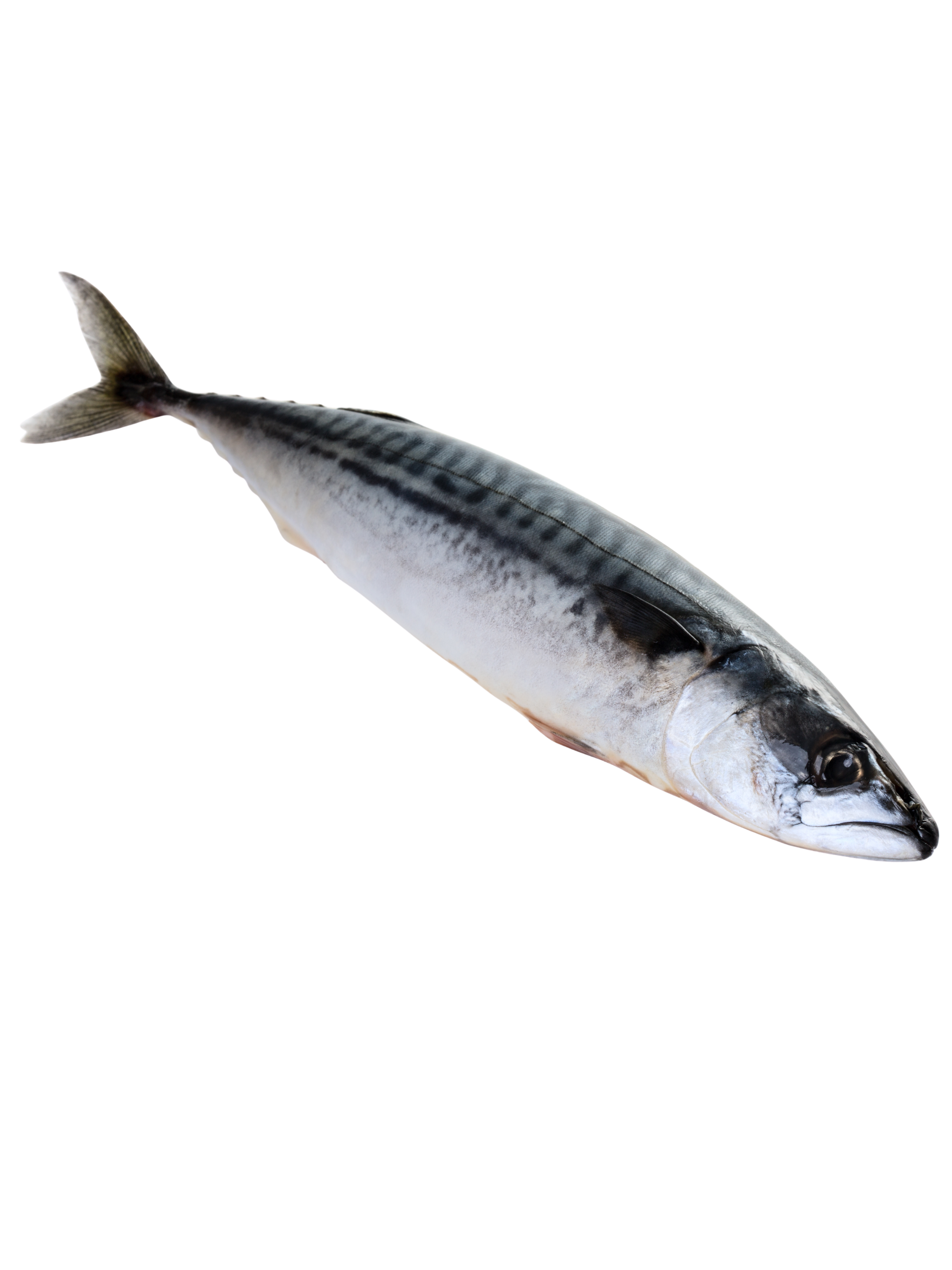 Mackerel Fish 6pcs Box